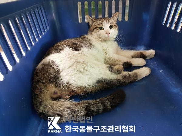 한국동물구조관리협회_441392202500038
