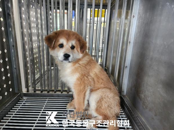 한국동물구조관리협회_441382202500119
