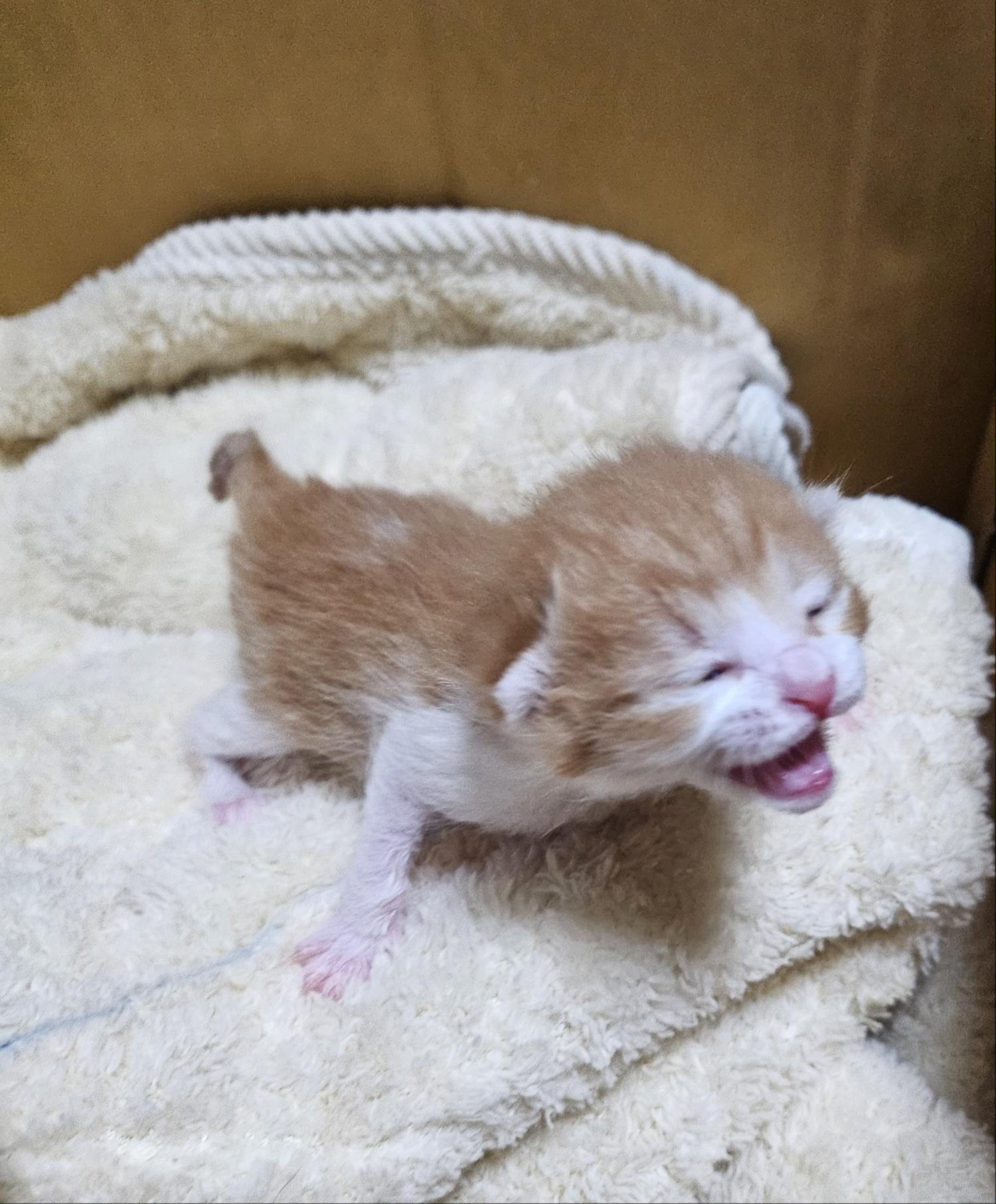 울산유기동물보호센터_431372202500052