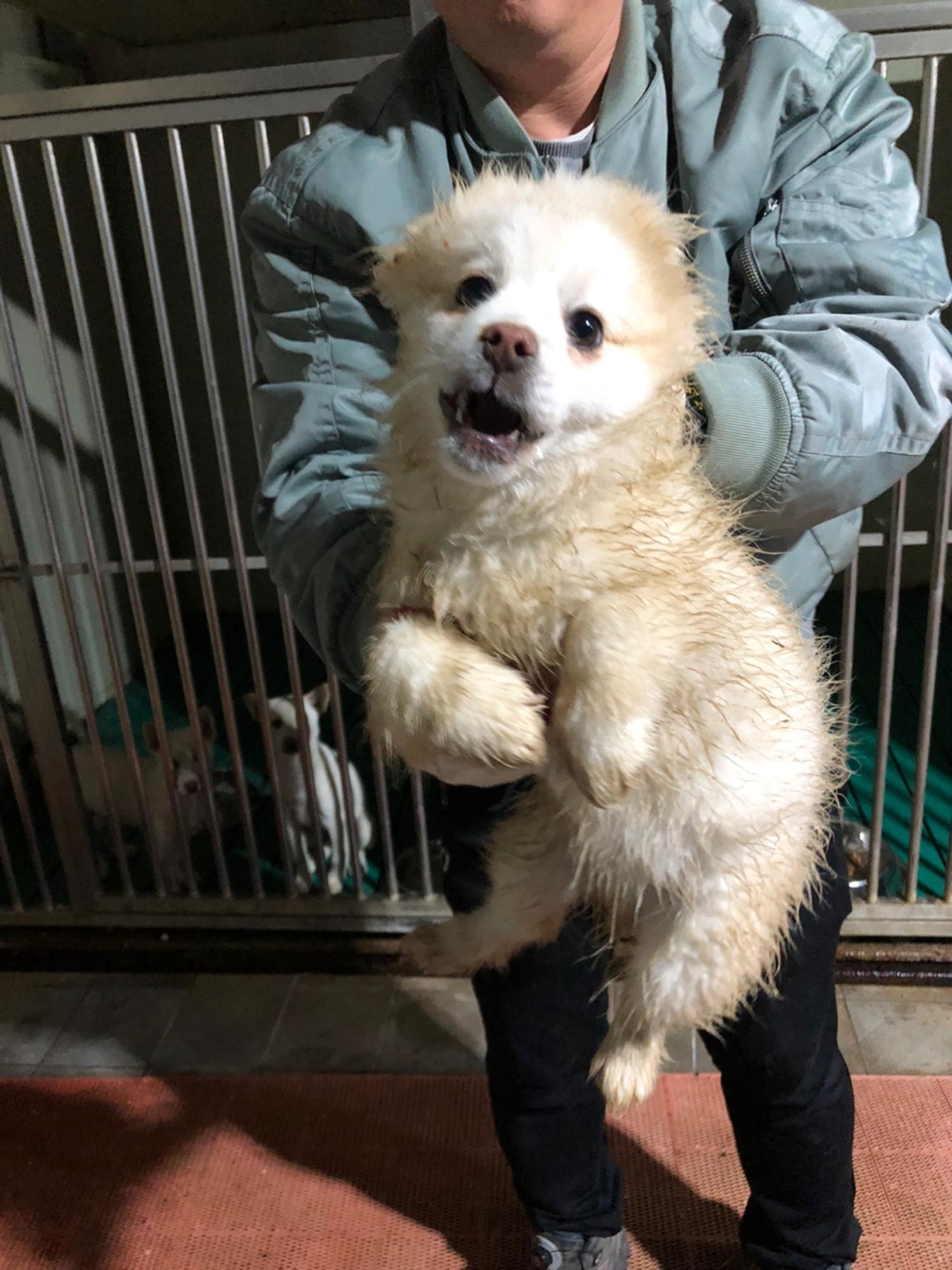 종료(자연사) 믹스…