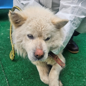 제주 동물보호센터_450650202500600