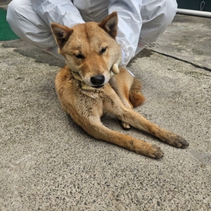 제주 동물보호센터_450650202500601