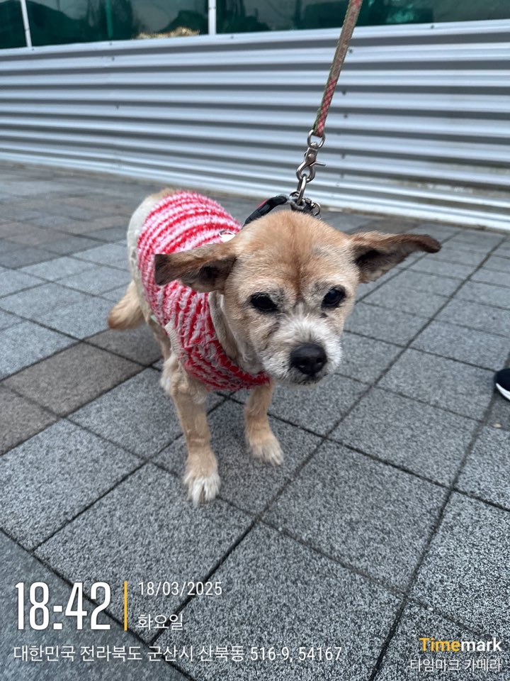 군산유기동물보호센터_445467202500257