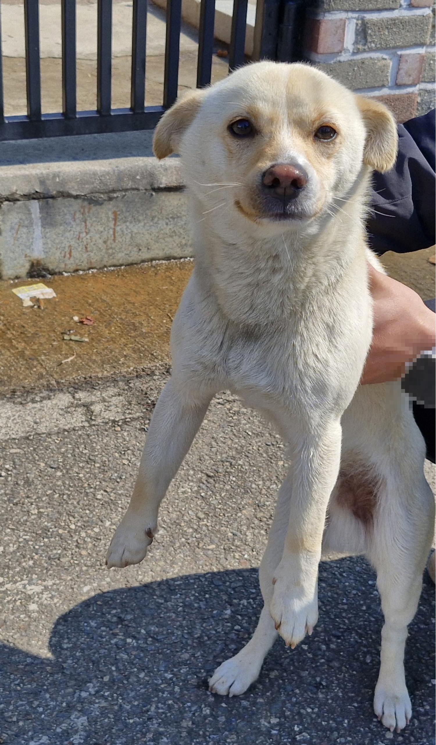 동해시동물보호센터_442421202500045