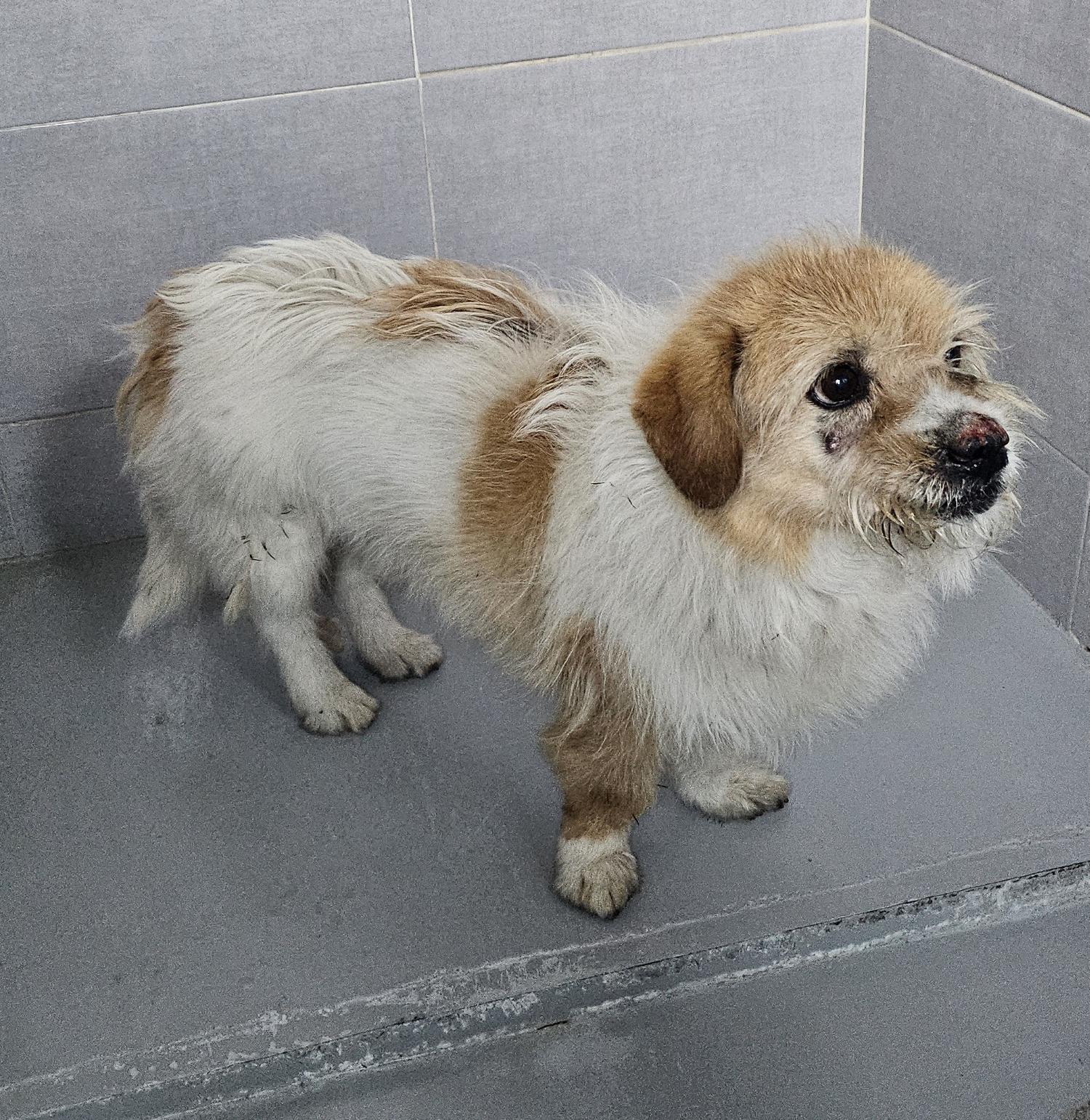 울진군동물보호센터_447525202500102