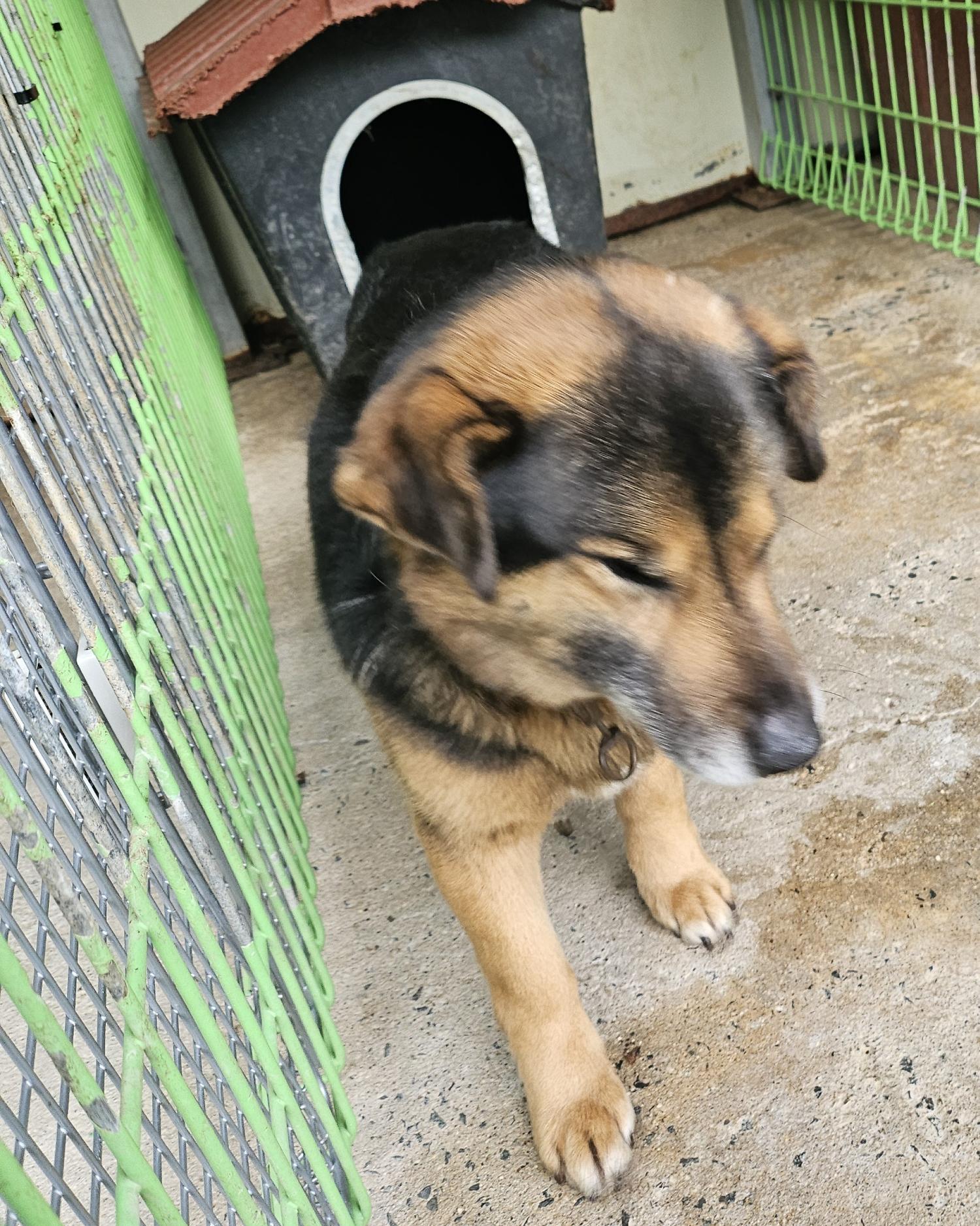 울진군동물보호센터_447525202500101