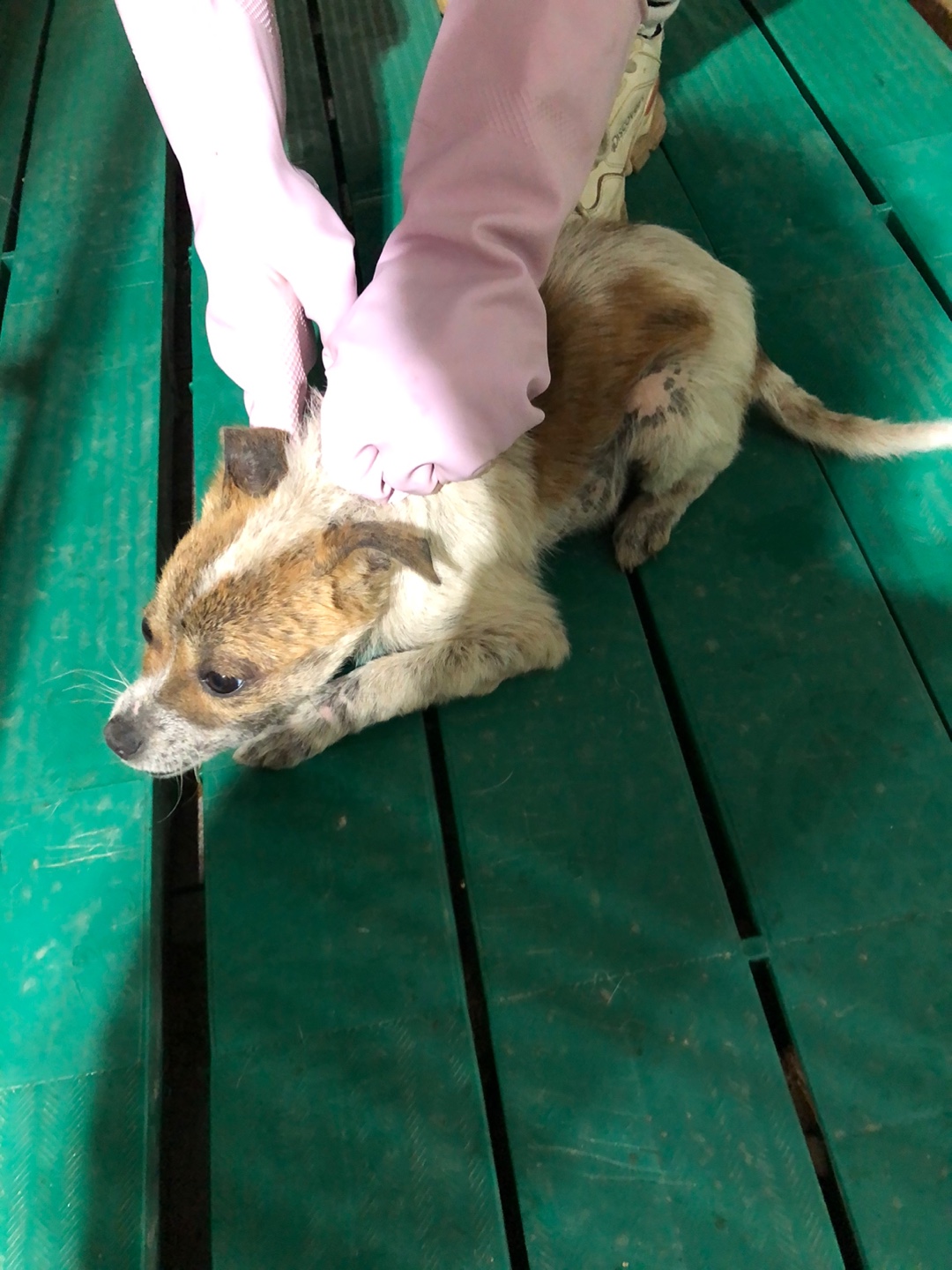 디디동물병원_428357202500170