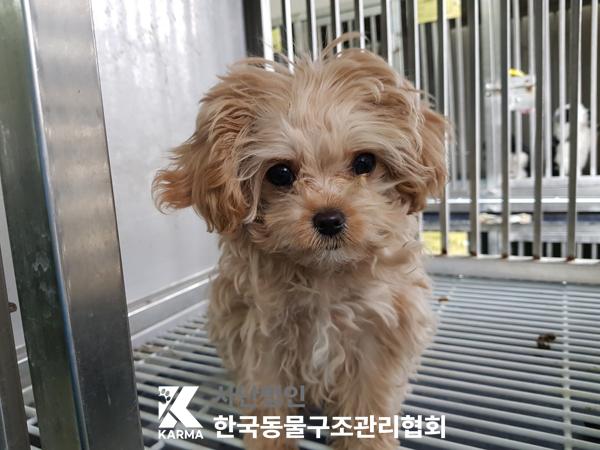 한국동물구조관리협회_411304202500096