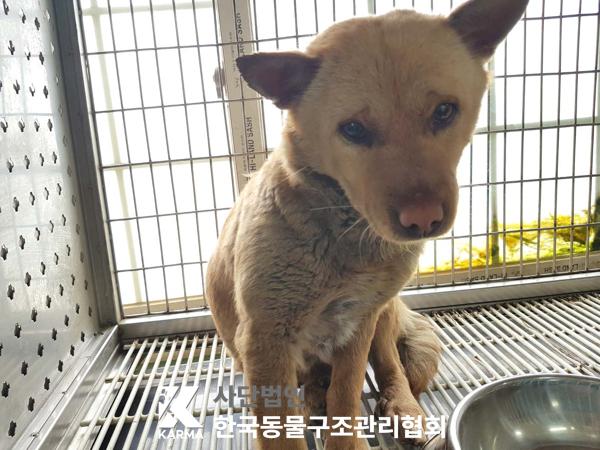 한국동물구조관리협회_441409202500334