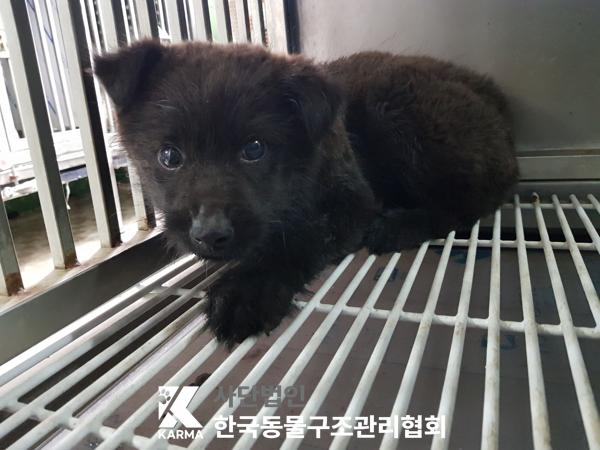 한국동물구조관리협회_411317202500078