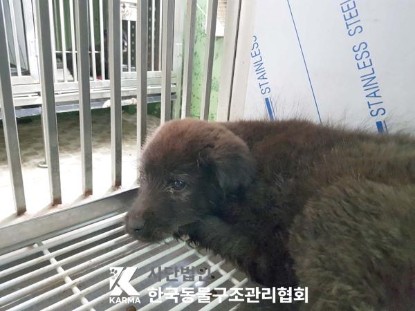 한국동물구조관리협회_411317202500077