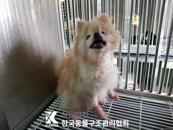 한국동물구조관리협회_411322202500044