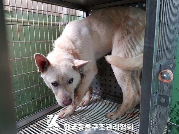 한국동물구조관리협회_441560202500287