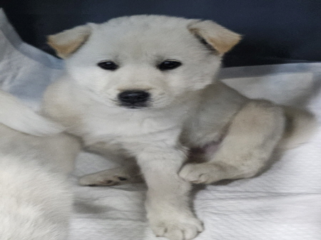 원주시동물보호센터_442419202500145