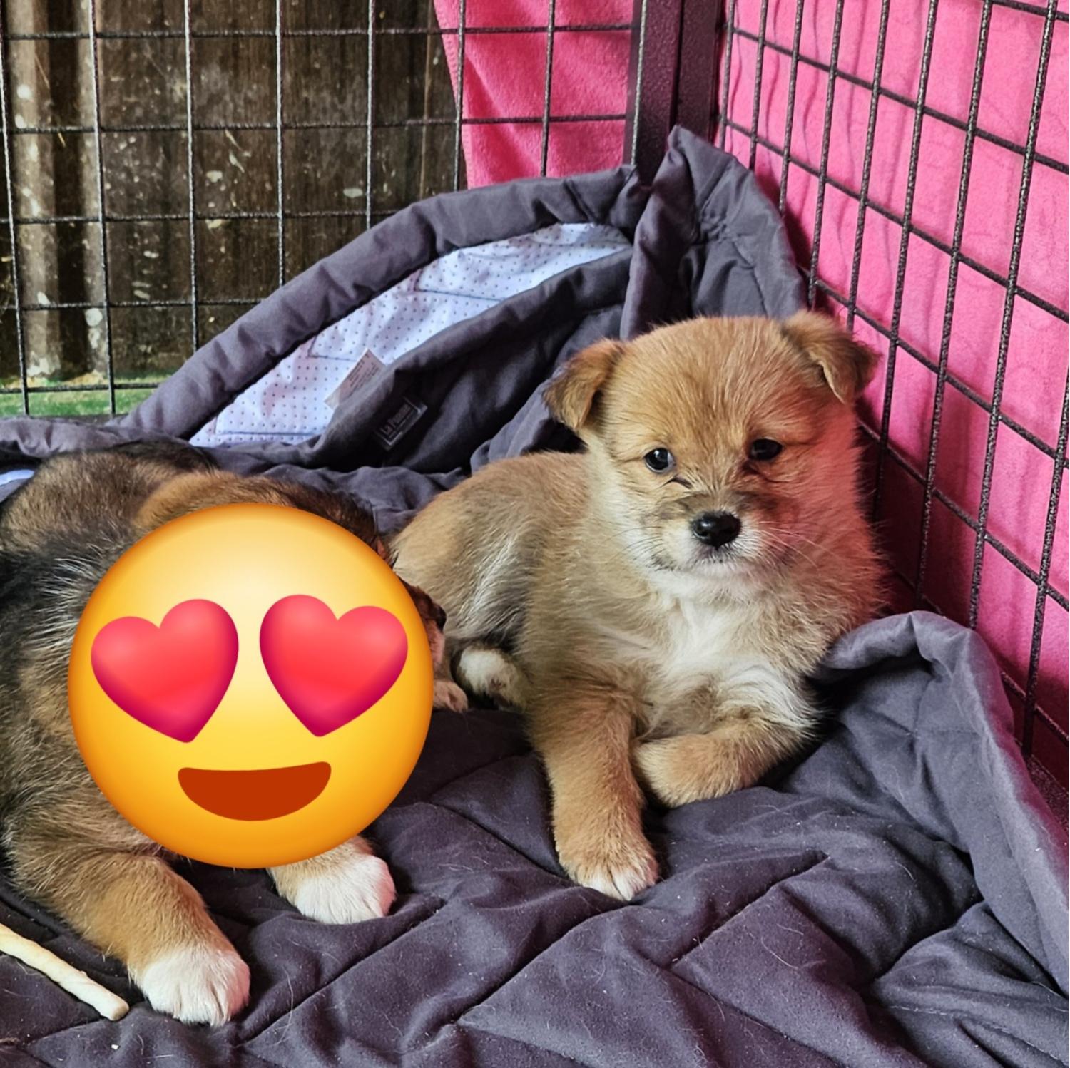 울산유기동물보호센터_431372202500067