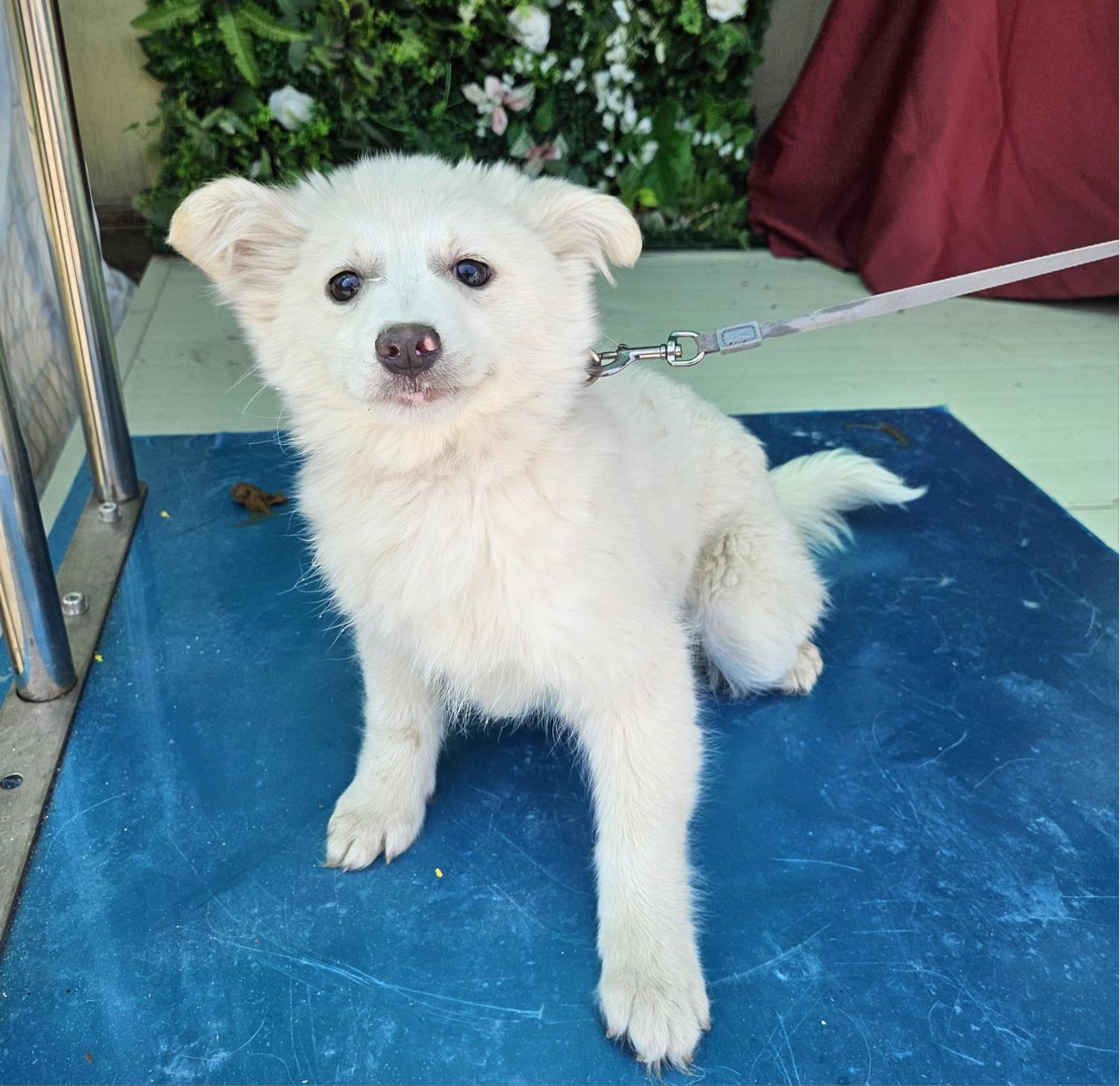 울산유기동물보호센터_431372202500072