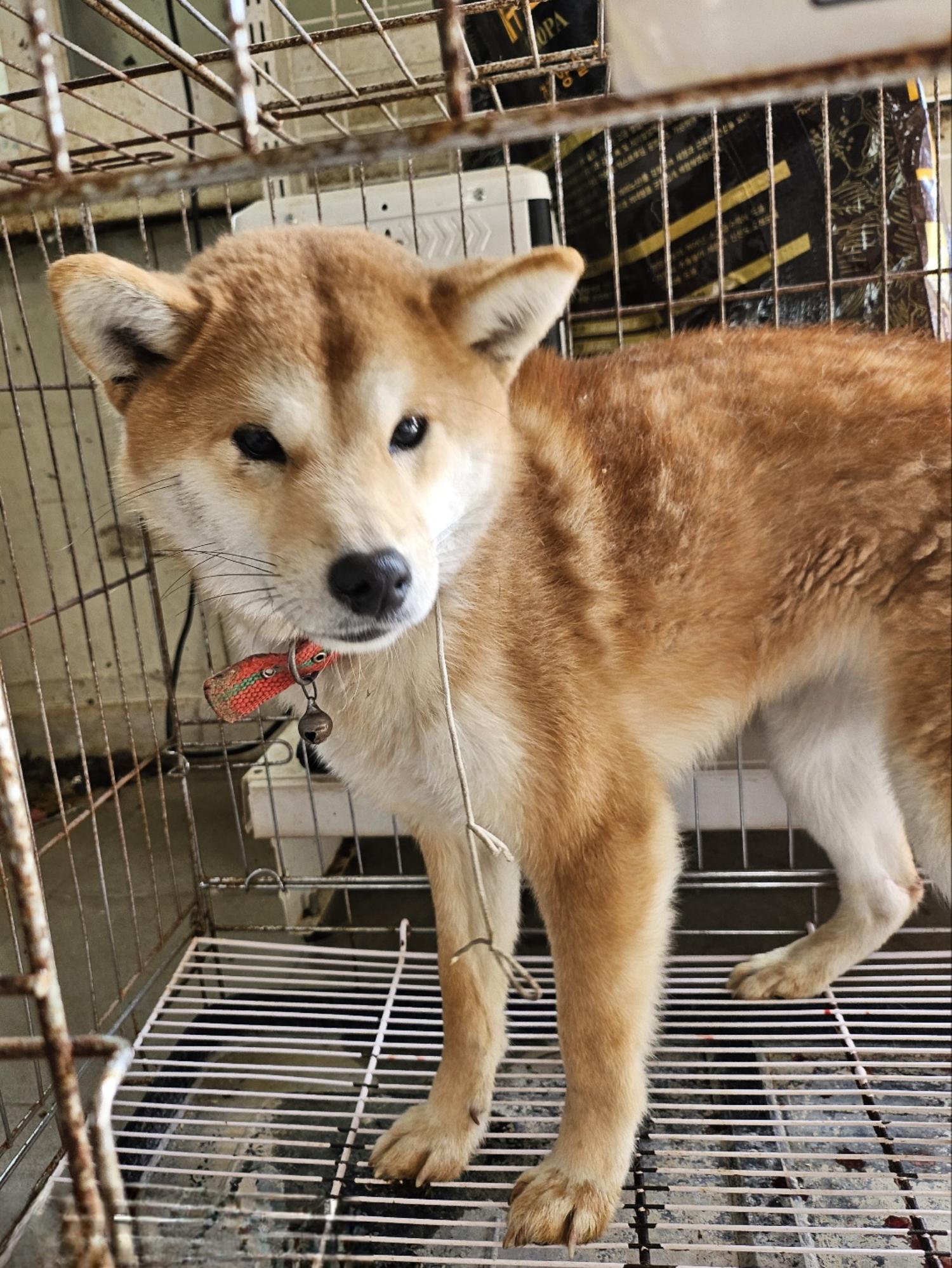 울산유기동물보호센터_431369202500035