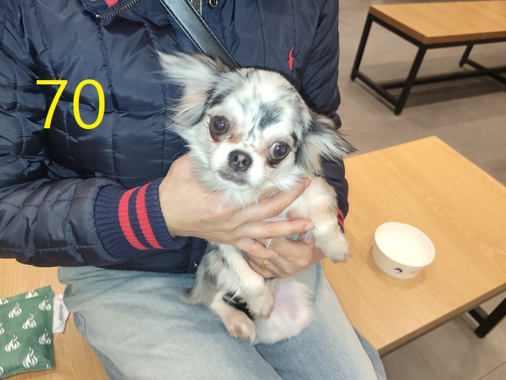 신영재동물병원_428355202500072