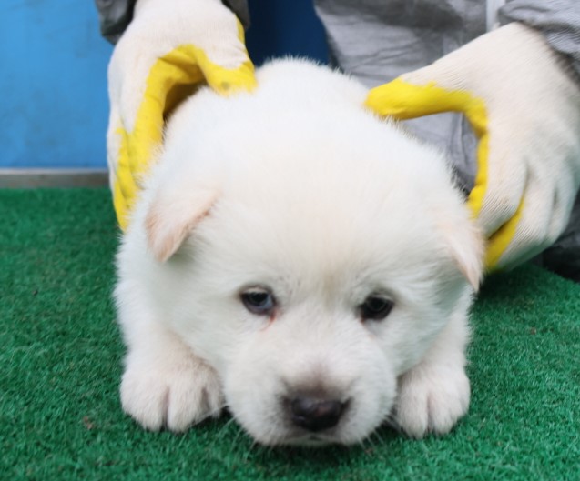 제주 동물보호센터_450650202500551