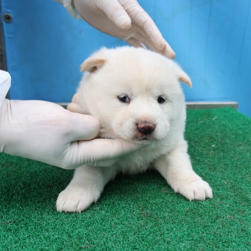 제주 동물보호센터_450650202500552