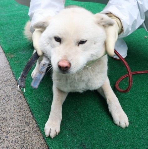제주 동물보호센터_450650202500550