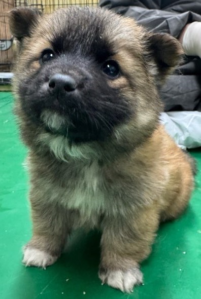 공주시 동물보호센터_444450202500039