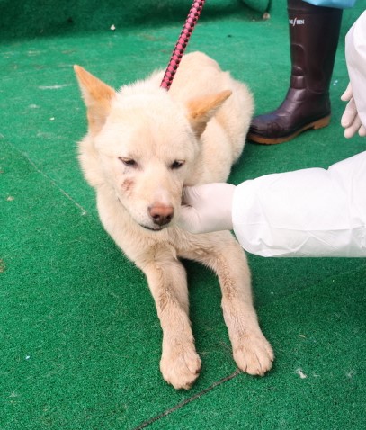 제주 동물보호센터_450650202500555