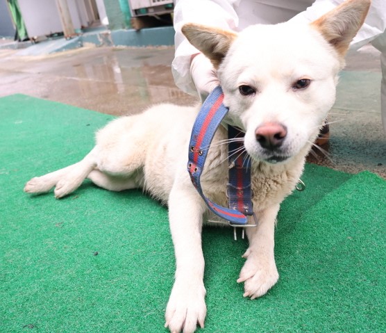 제주 동물보호센터_450650202500560