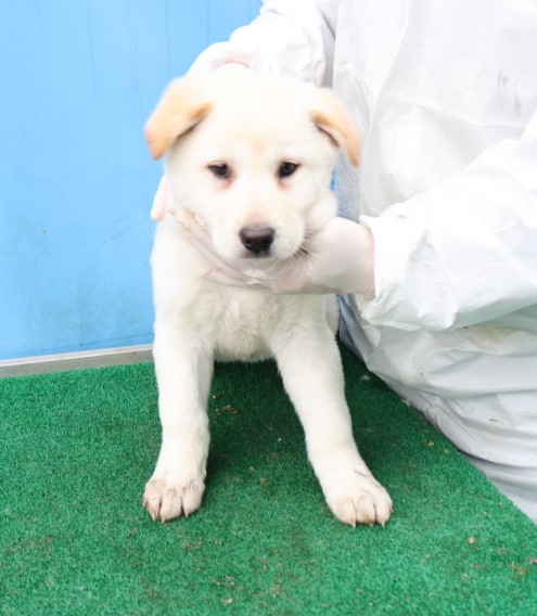 제주 동물보호센터_450650202500559