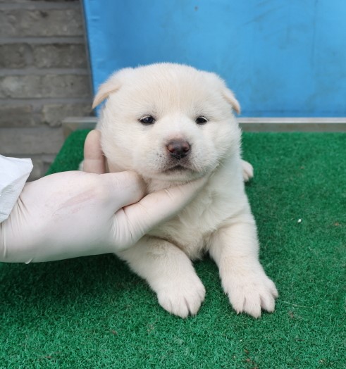 제주 동물보호센터_450650202500553