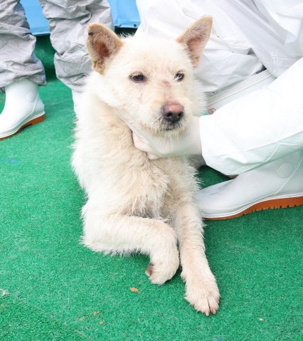 제주 동물보호센터_450650202500557