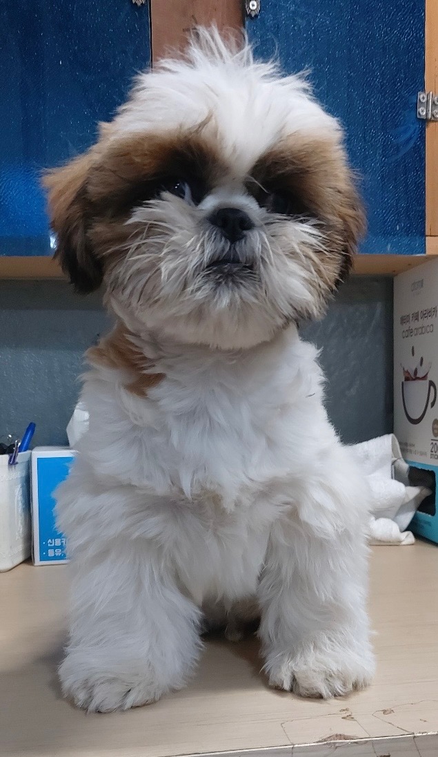보령시유기동물보호소_444451202500205