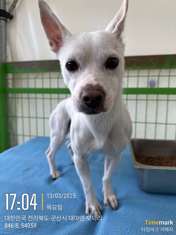 군산유기동물보호센터_445467202500233