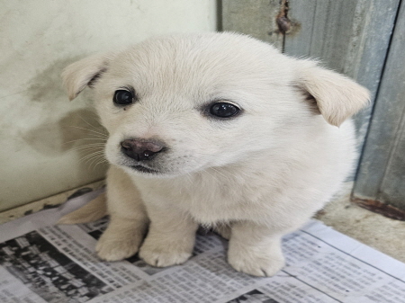 횡성유기동물보호센터_442426202500036