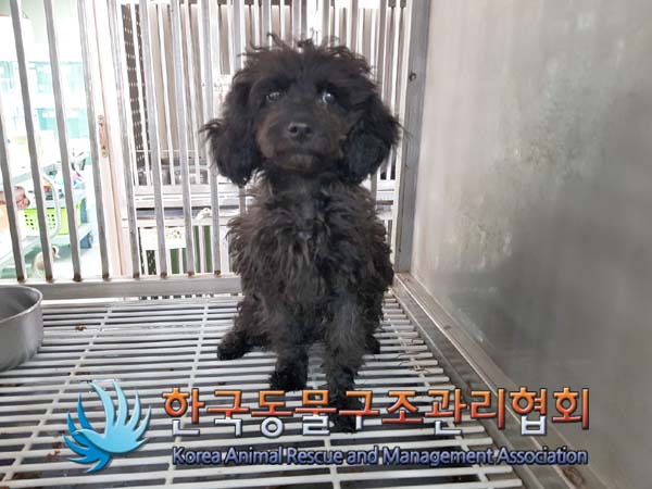 한국동물구조관리협회_411310202500111
