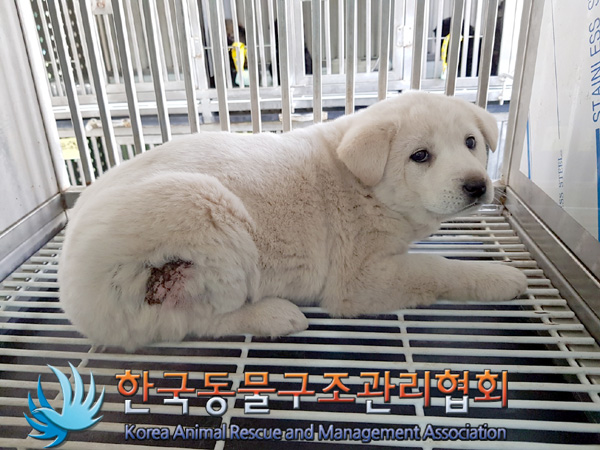 한국동물구조관리협회_411317202500051