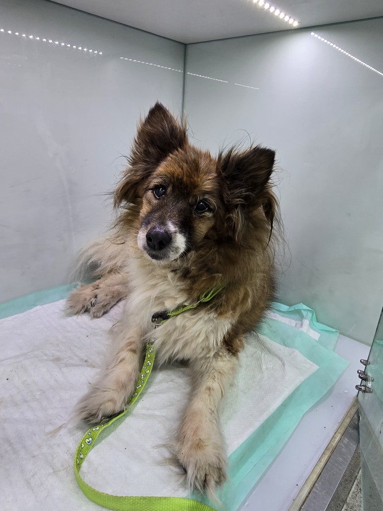 24시아이동물메디컬_441386202500124