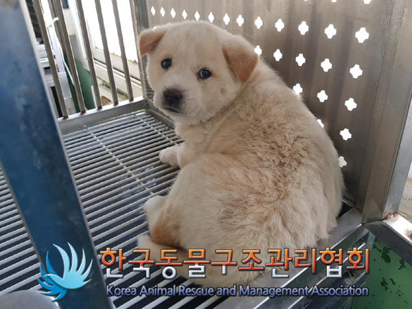 한국동물구조관리협회_411317202500052