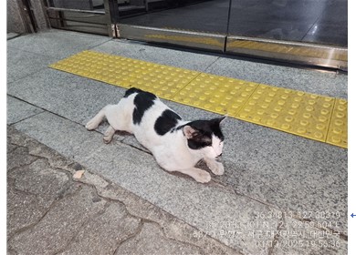 대전동물보호센터_430366202500132