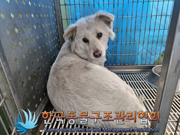 한국동물구조관리협회_441560202500256