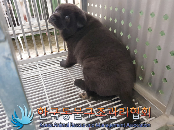 한국동물구조관리협회_411317202500053