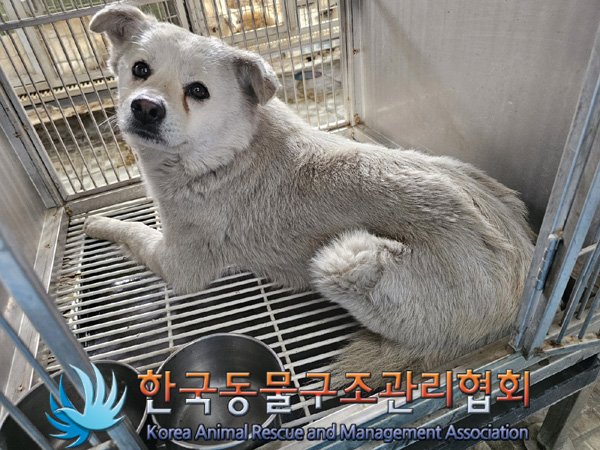 한국동물구조관리협회_441560202500254
