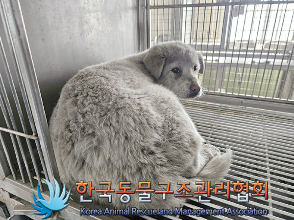 한국동물구조관리협회_441560202500253