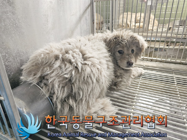 한국동물구조관리협회_441560202500251
