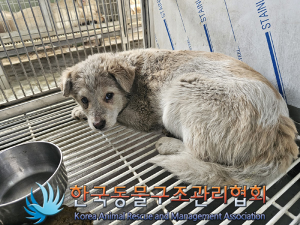 한국동물구조관리협회_441560202500255