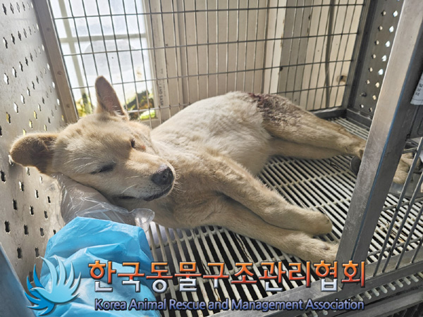 한국동물구조관리협회_411317202500056