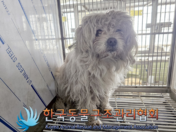 한국동물구조관리협회_441560202500257