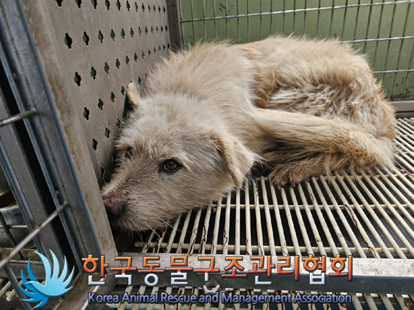 한국동물구조관리협회_411317202500054