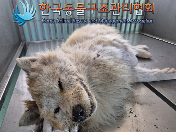 한국동물구조관리협회_441414202500094