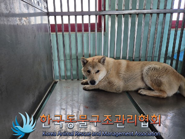 한국동물구조관리협회_441414202500093